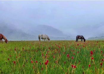 शिकार पर्यटनको गजब गन्तव्य, ढोरपाटन