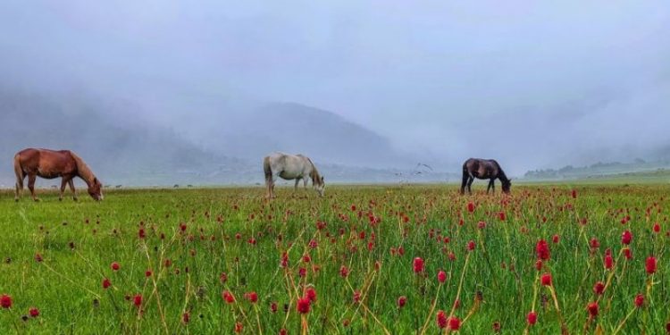 शिकार पर्यटनको गजब गन्तव्य, ढोरपाटन