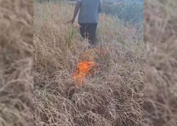 खडेरीले धान उत्पादन नभएपछि कृषकले खेतमै लगाए आगो