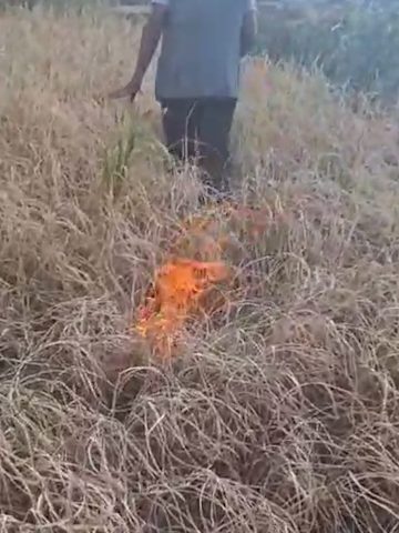 खडेरीले धान उत्पादन नभएपछि कृषकले खेतमै लगाए आगो