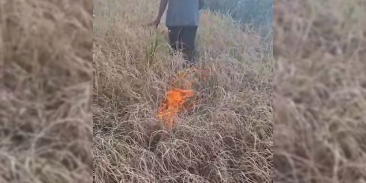 खडेरीले धान उत्पादन नभएपछि कृषकले खेतमै लगाए आगो