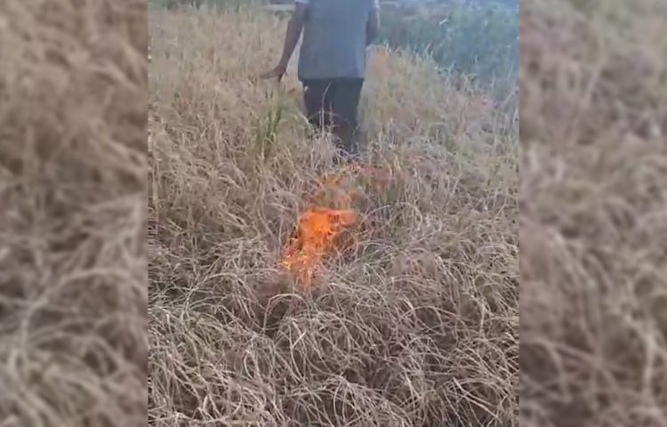 खडेरीले धान उत्पादन नभएपछि कृषकले खेतमै लगाए आगो