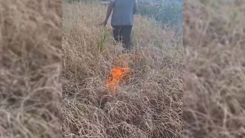 खडेरीले धान उत्पादन नभएपछि कृषकले खेतमै लगाए आगो